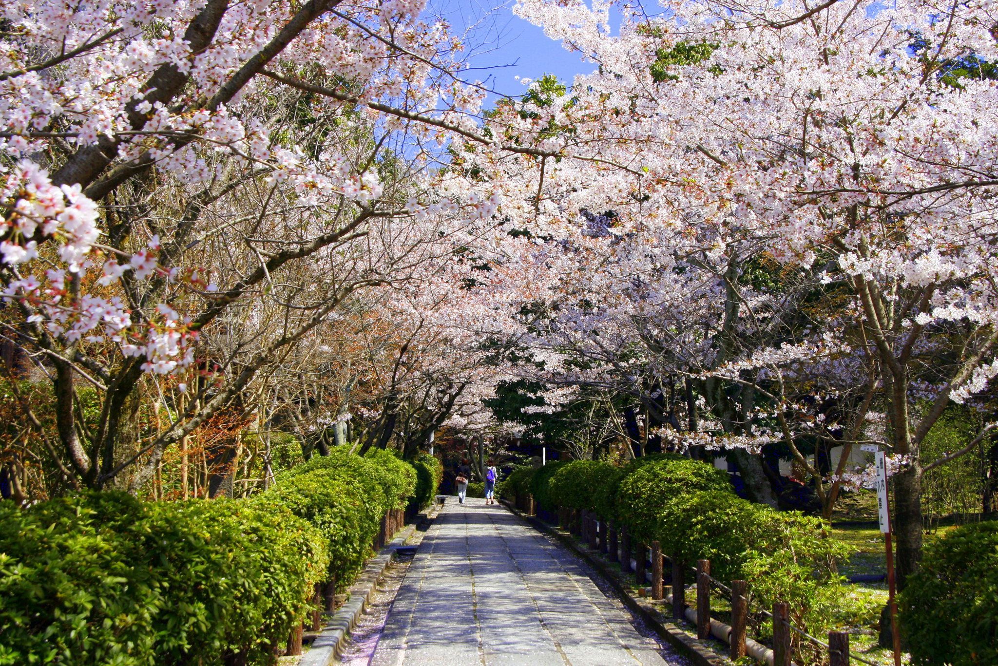 Maruyama Park - Things to do in Sapporo