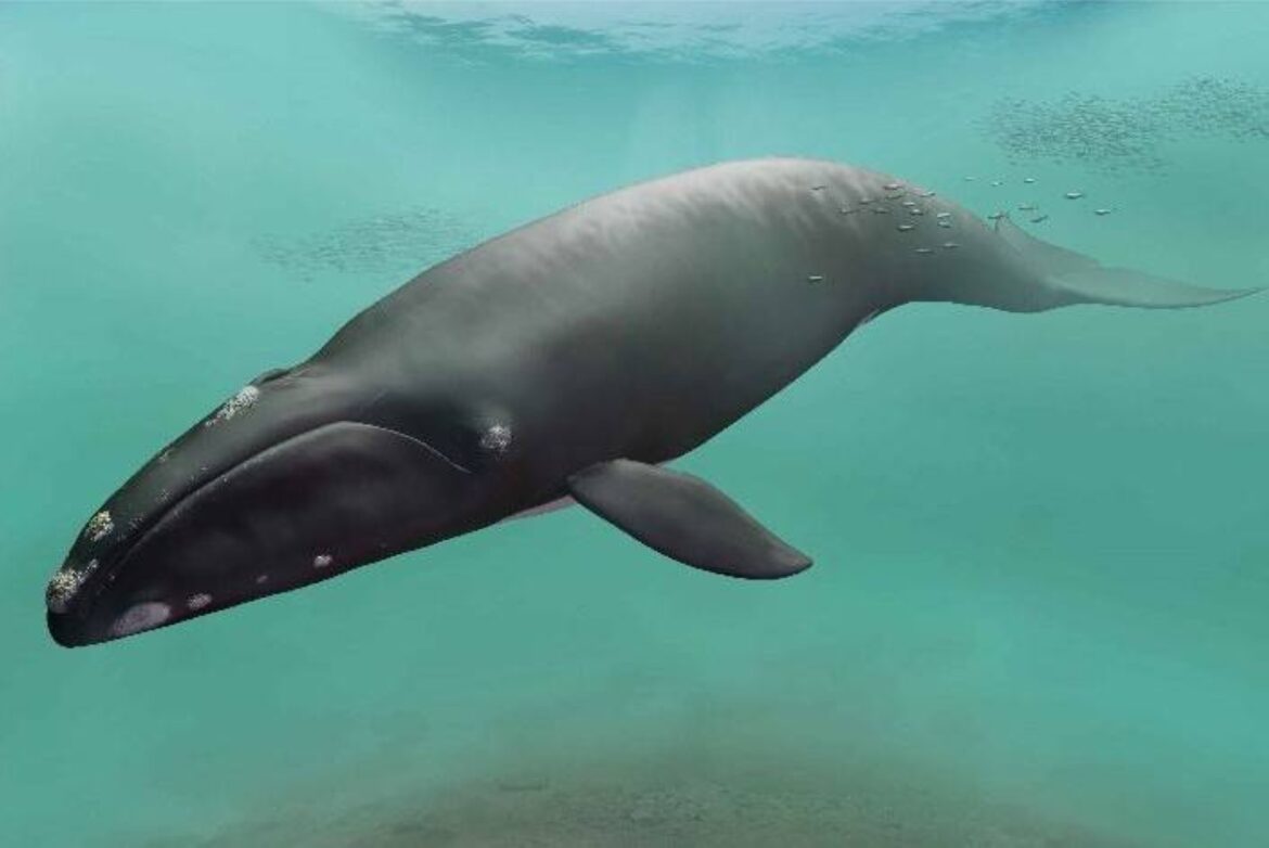 Fossils unearthed in Hokkaido revealed to be of new whale species