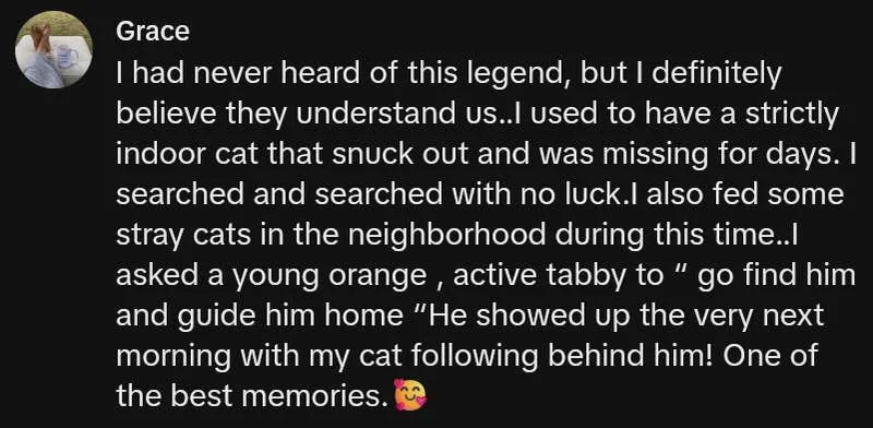 TikTok comment reading "I had never heard of this legend, but I definitely believe they understand us..I used to have a strictly indoor cat that snuck out and was missing for days. I searched and searched with no luck.I also fed some stray cats in the neighborhood during this time..I asked a young orange , active tabby to “ go find him and guide him home “He showed up the very next morning with my cat following behind him! One of the best memories."