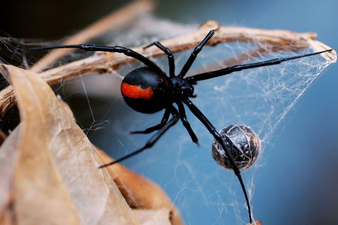Redback spider scare at Japan’s Osaka Expo sparks safety warning The Independent
