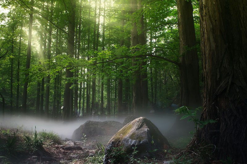 Forest Bathing Shinrin-Yoku