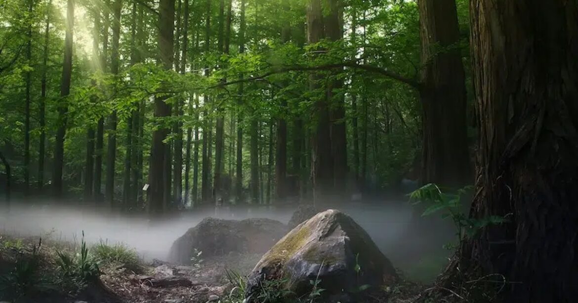 The Japanese Art of Forest Bathing Supports Mental Well-Being The Japanese Art of Forest Bathing Supports Mental Well-Being