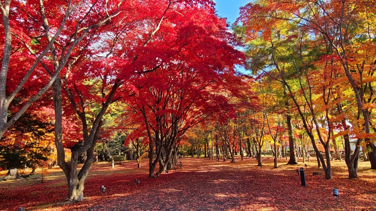 Hokkaido’s Hidden Autumn: Where the Highlands Breathe