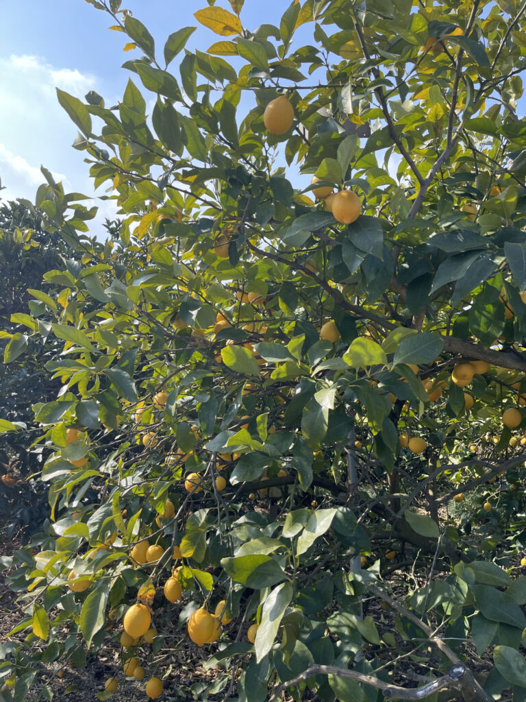 Lemons on a tree in Setoda