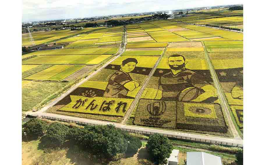 rice field portraying rugby players in Team Japan