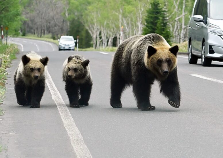 One adult brown bear and two cubs on a road