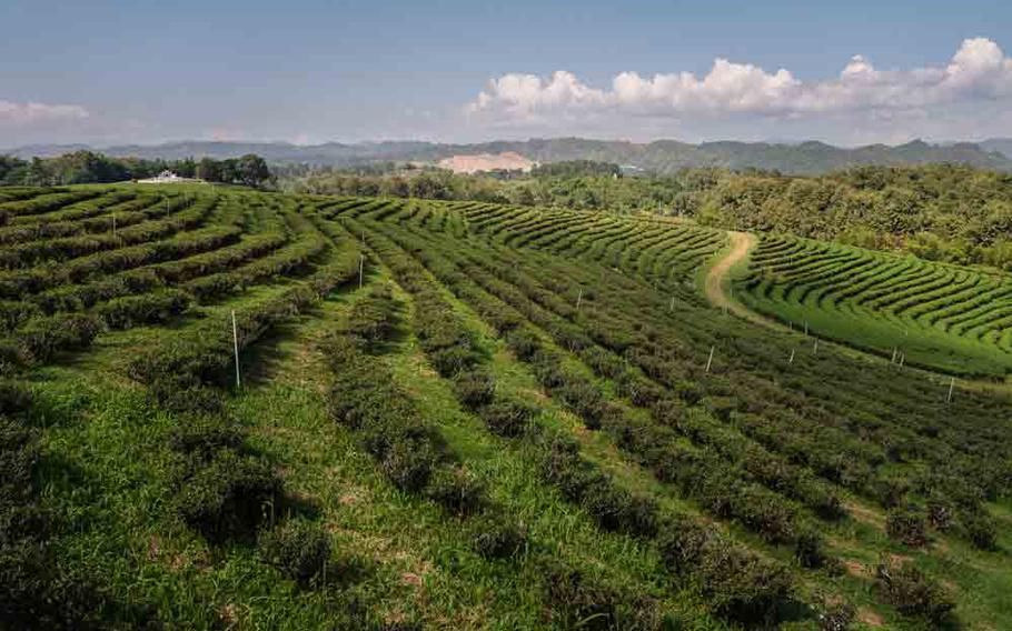 Choui Fong Tea Plantation.