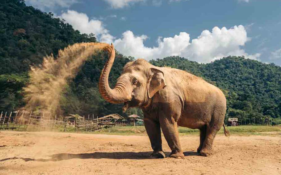 ENP elephant playing in the sand.