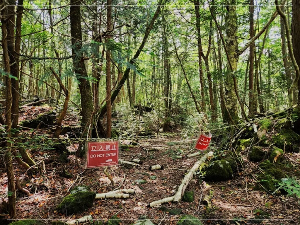 The questionable rise of Japanese ghost tourism - Aokigahara Forest