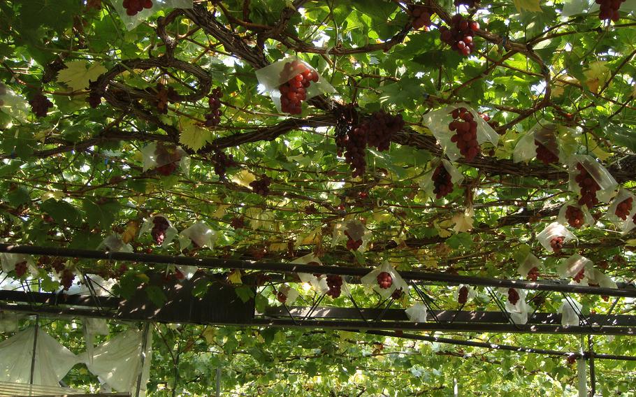 vineyard