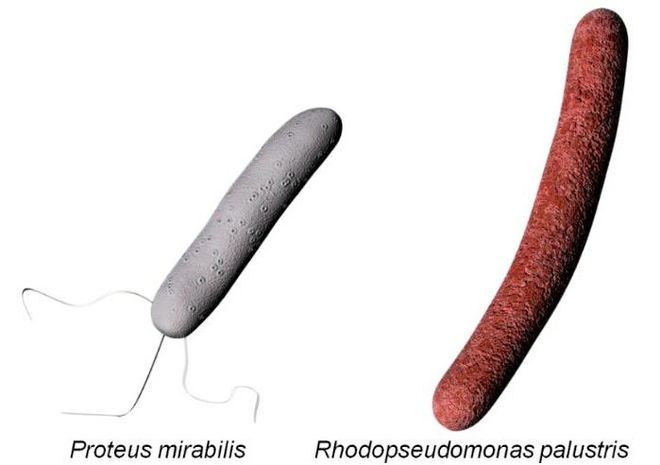 Japanese team uses bacteria to target and shrink cancer tumors Photo/Illutration
