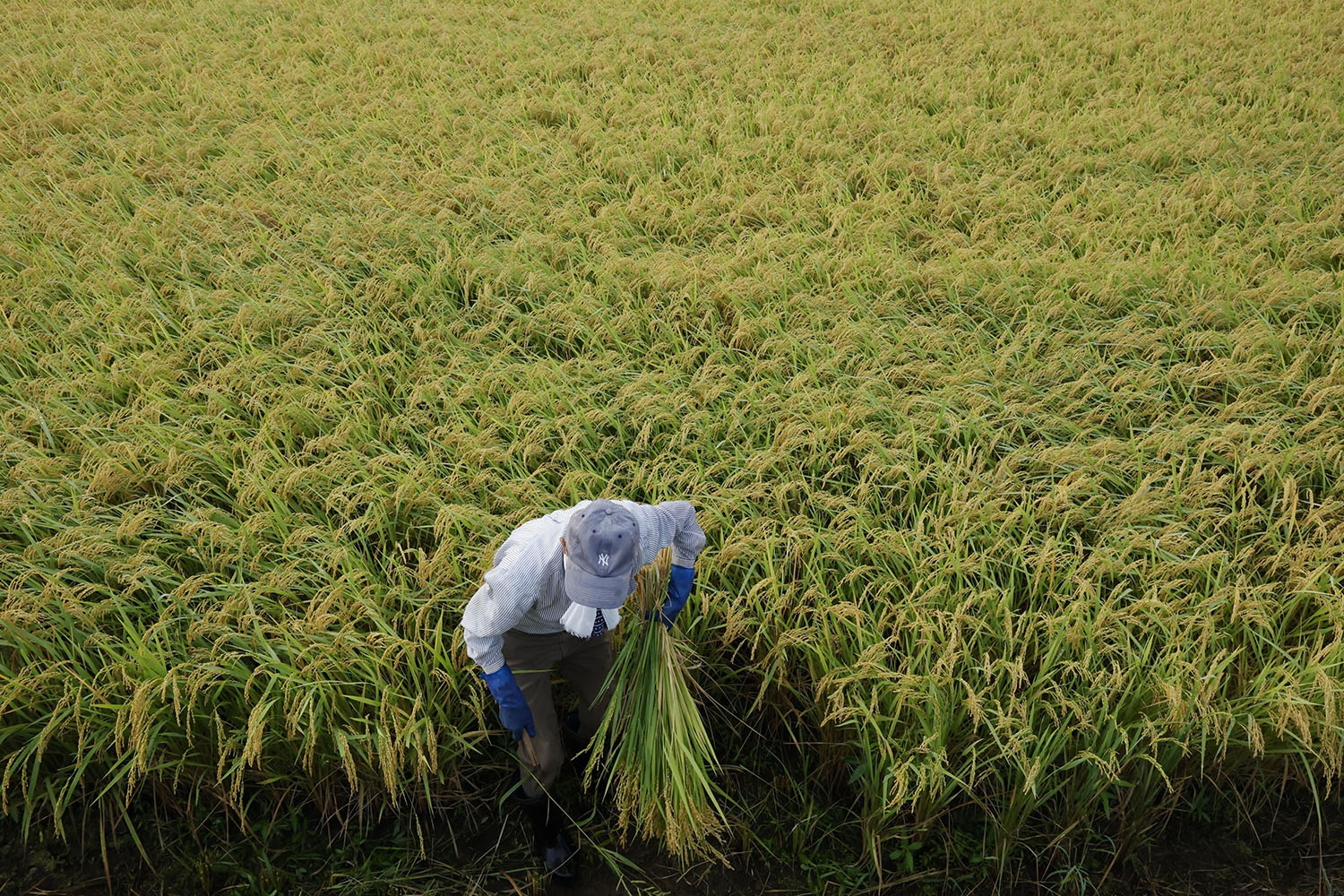 Rice ready for harvest in Sanjo, Niigata prefecture, on Aug 28, 2025. (Photo: Kyodo)