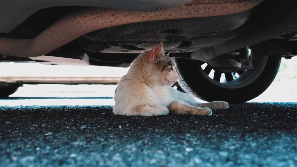 A cat hides under a car. Japanese government statistics show a record 181 violations of the animal welfare law in 2023, with cats the most frequent victims of abuse. Photo: Shutterstock