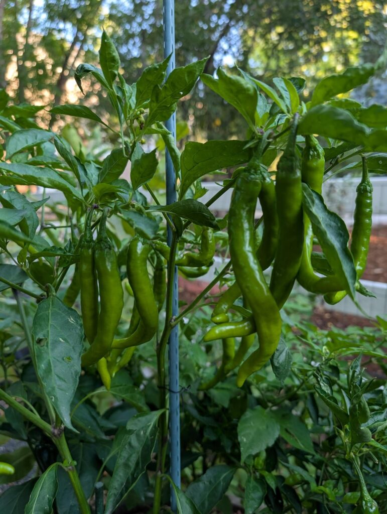 Fushimi Pepper Recipes