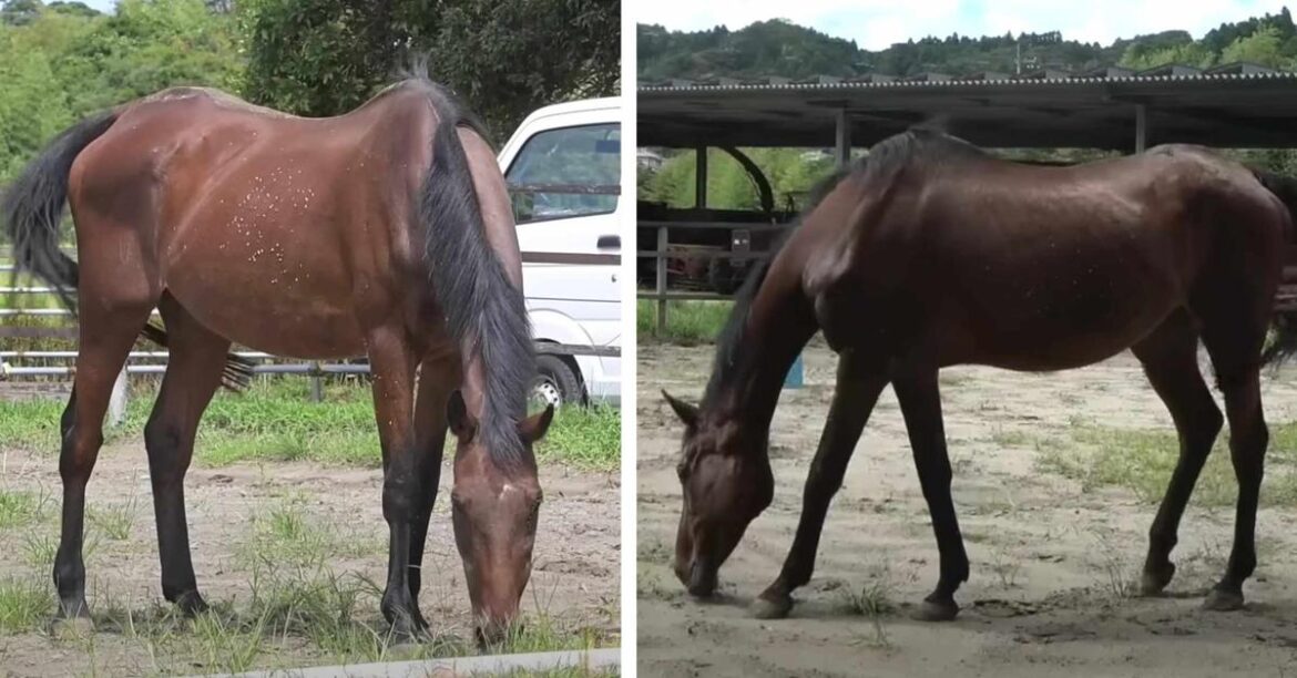 Japanese Racehorse Haru Urara Has Died — Details