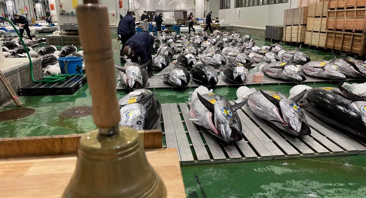 Week 39 Japan tuna roundup: Norway bluefin arrives at $32/kg
