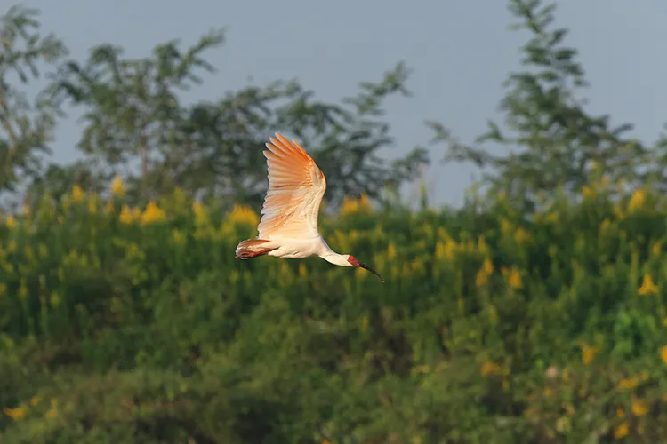 A Japanese crested ibis