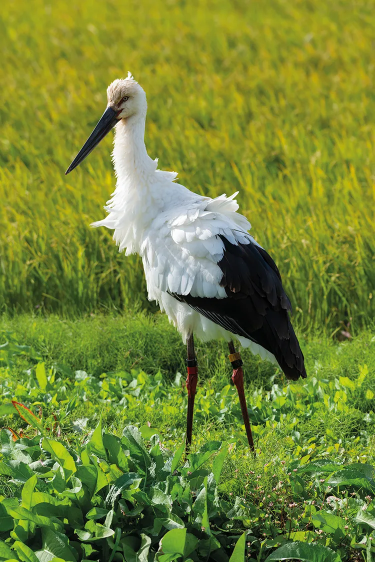 An endangered oriental stork foraging for food at the edge of a rice paddy