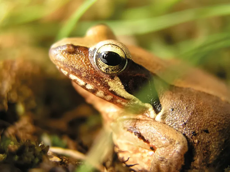 A Japanese brown frog