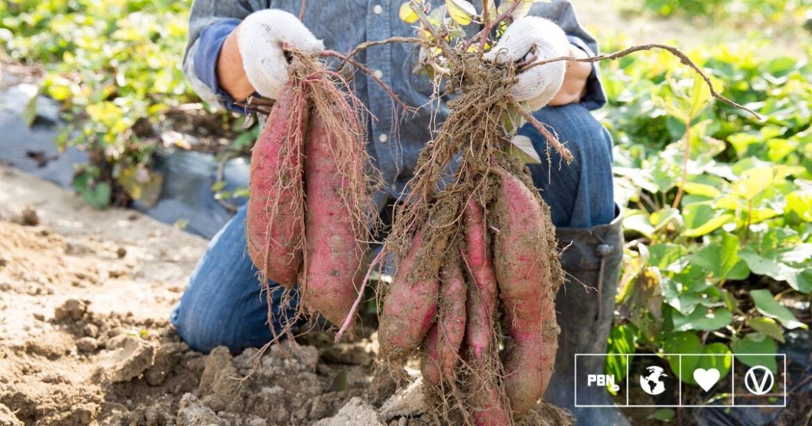 This Is What They Eat In Okinawa To Live Longer This Is What They Eat In Okinawa To Live Longer