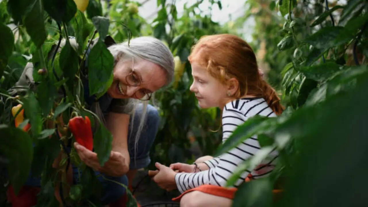 People living in the Blue Zones have close-knit social circles