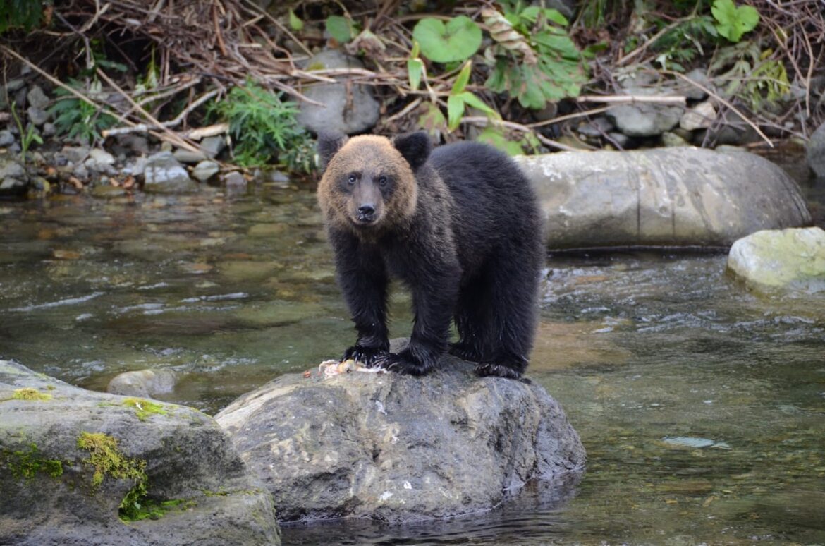 Tourists Feeding Bears in Japan Has Deadly Consequences A bear in Shiretoko