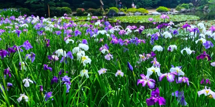 a field of purple and white Japanese irises (flowers)