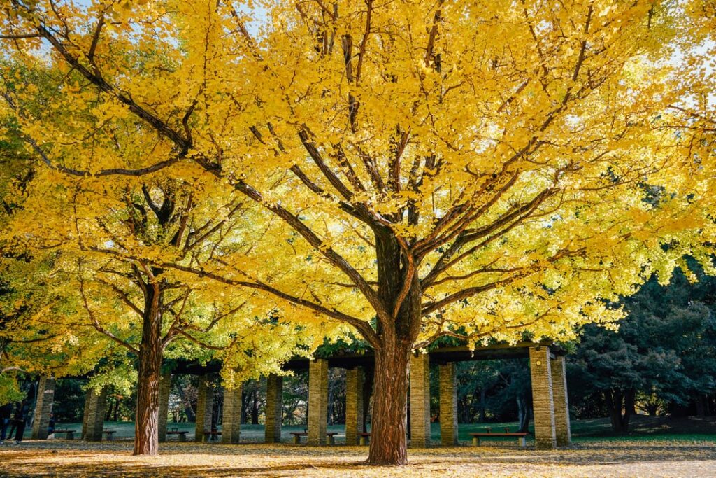 Golden Gingko at Showa Kinen Park