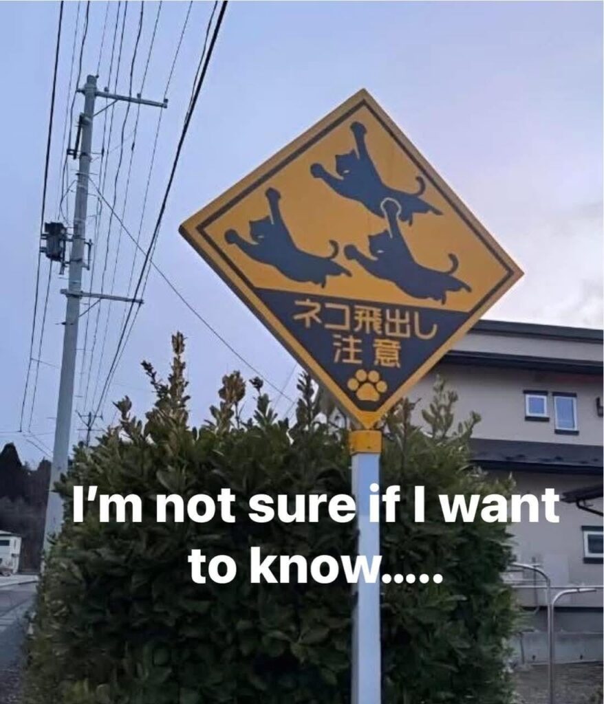 Beware: cats jumping out!