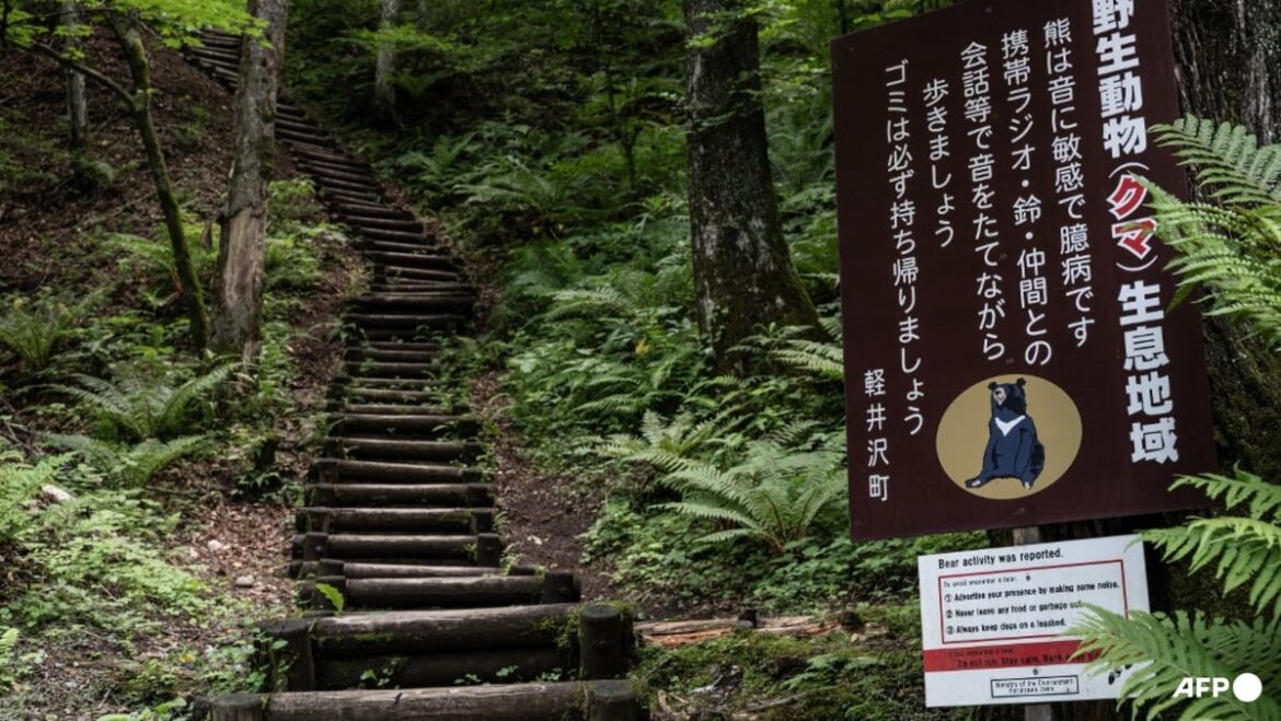 Tourist in Japan injured in latest bear attack