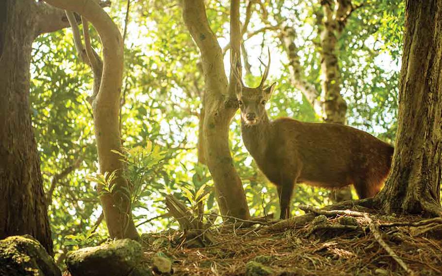 A deer stands beside a tree in Yakushima.