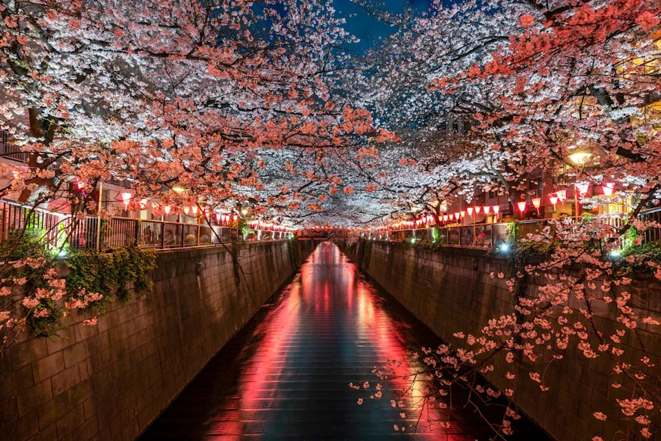 cherry blossom light up at meguro river, tokyo, japan