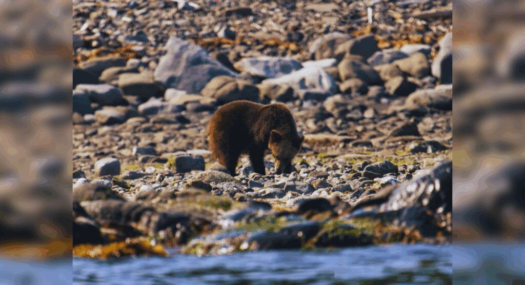 Japan National Parks: Japan’s 5 must-visit national parks for every wildlife enthusiast