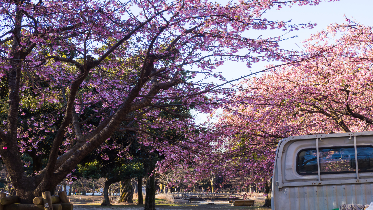 Yoyogi Park