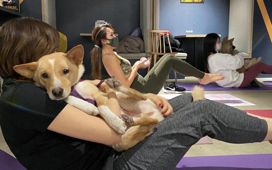 Women balance on yoga mats while holding dogs.