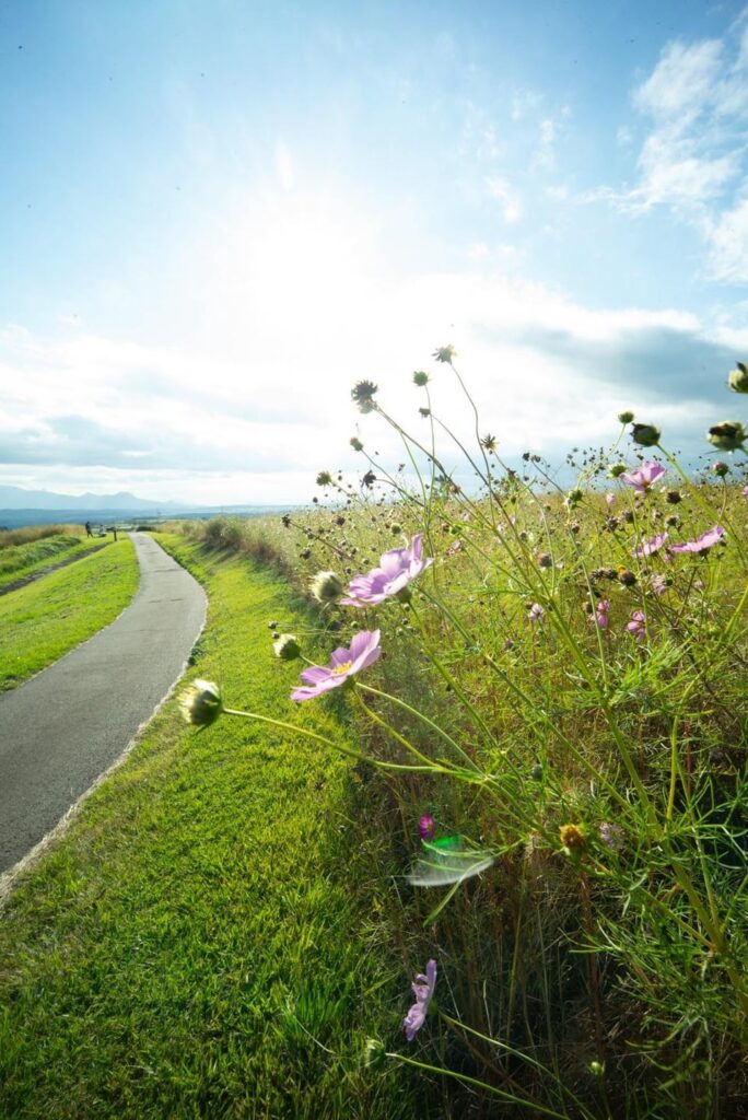 Cosmos in Aso-Kuju National Park