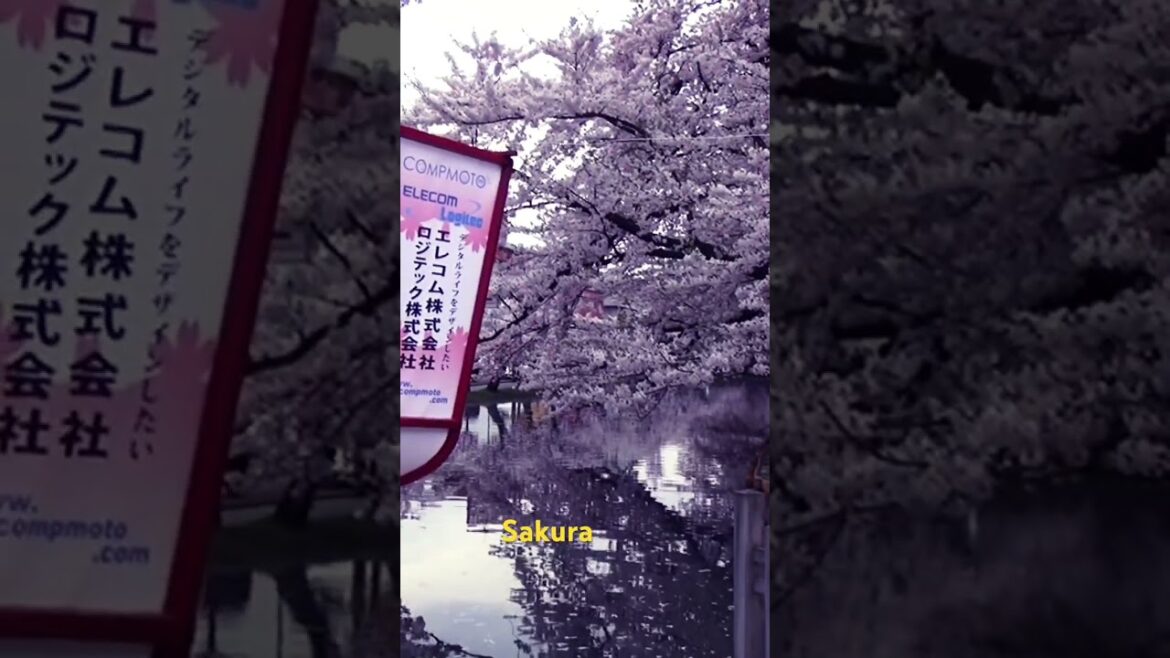 Aomori,Japan. Sakura In full bloom