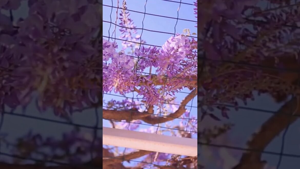 Japan’s Fairytale Walk: The Enchanting Wisteria Tunnel #shorts #youtubeshorts #japan