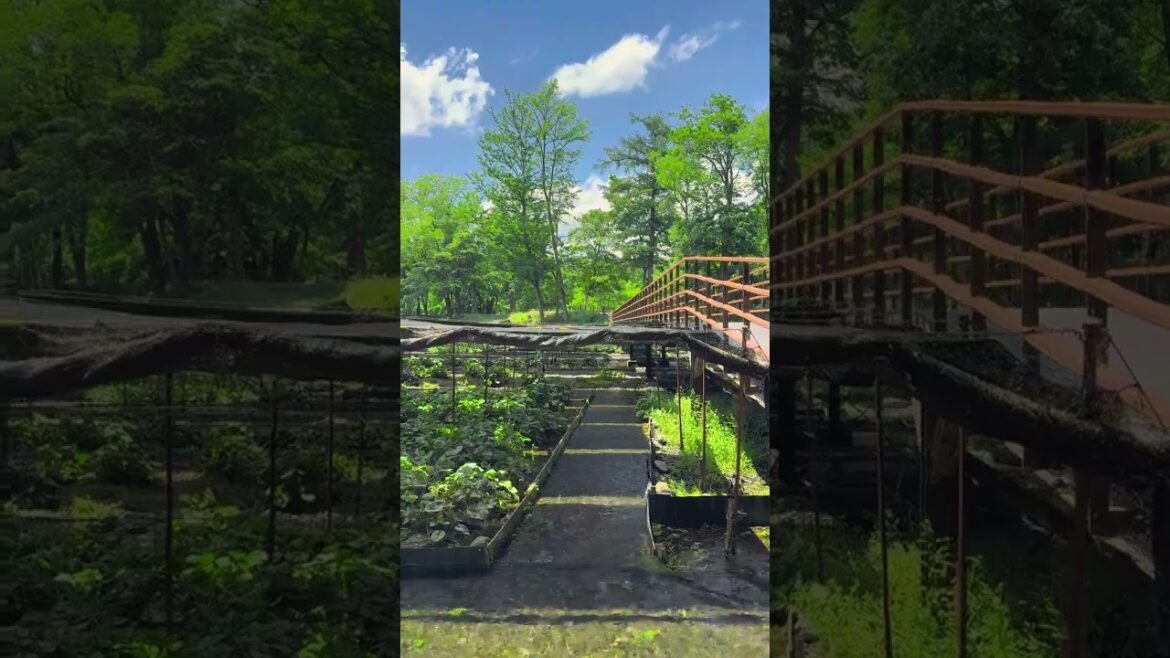 ๐ Daio Wasabi Farm โ Nagano, Japan ๐ Daio Wasabi Farm โ Nagano, Japan