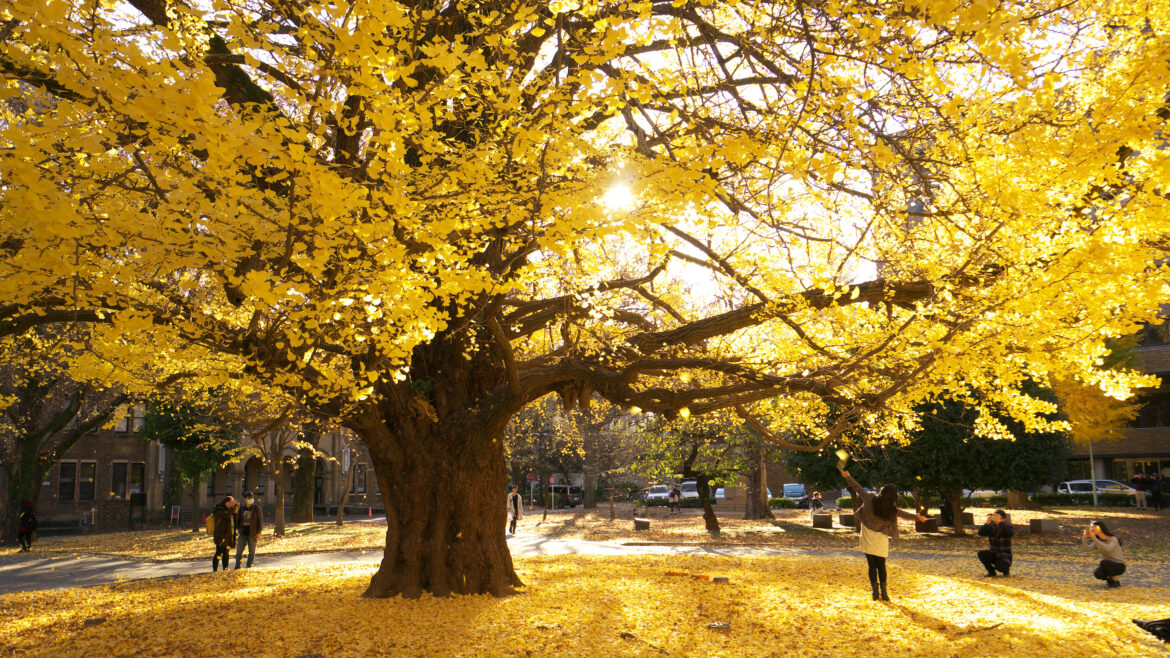 Here’s the first official 2025 forecast for autumn leaves in Japan