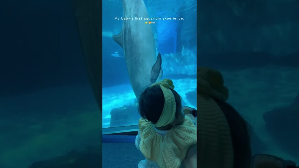 My baby’s first aquarium experince 🐠🐡 #nagoya #nagoyajapan
