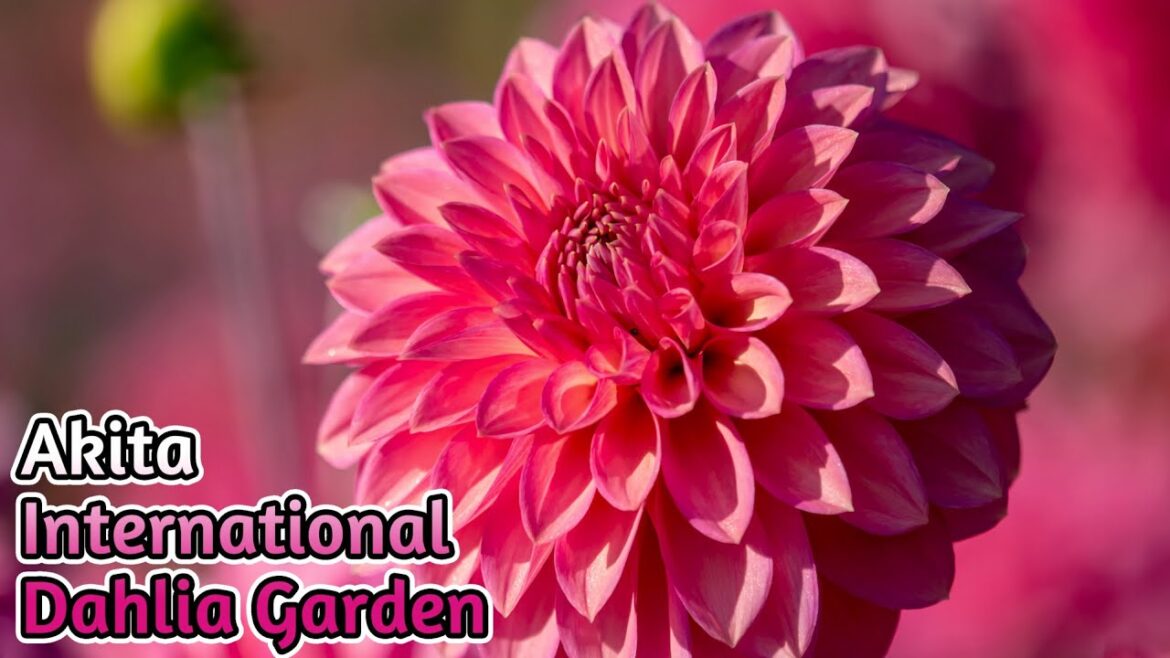 Akita International Dahlia Garden｜Dahlia｜Flowers｜Japatrip｜Japantravel