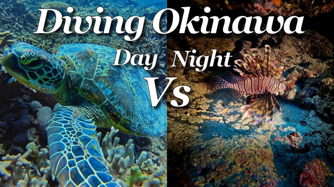 Okinawa Diving Guide: Best Day & Night Dive Sites + Safety Tips