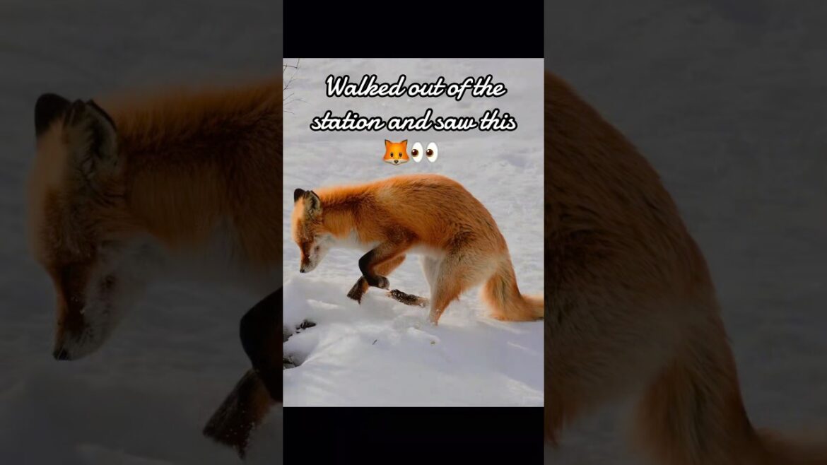 Hokkaido said hi with a fox 🦊#japan #nature #Hokkaido #wildlife #travel #japanesewildlife #kushiro