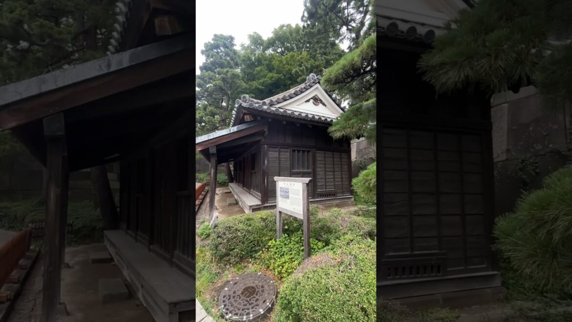 Imperial Palace East National Gardens - #shorts #travel #japan #tokyo #garden #bamboo #koi #ancient