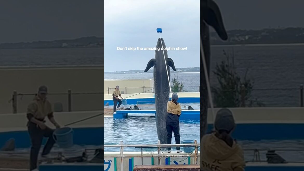 Okinawa Aquarium🐬 #shorts