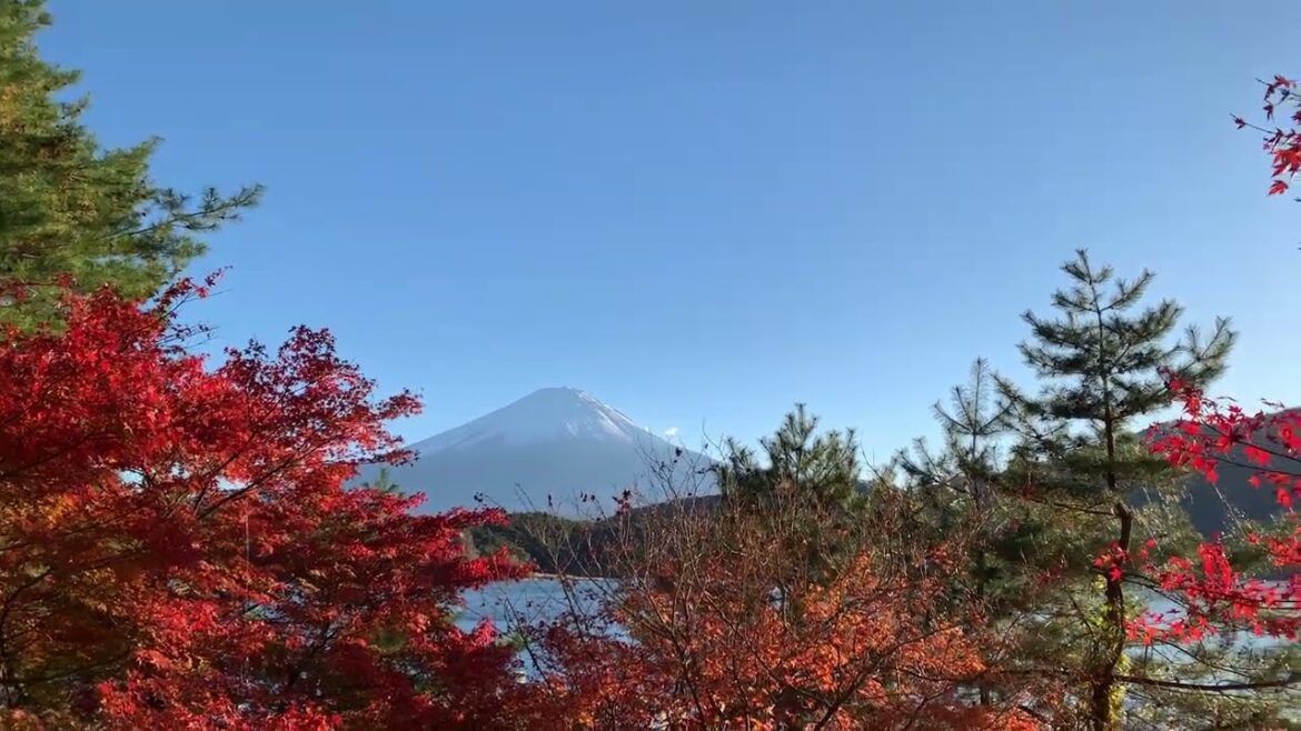Fiery autumn leaves and Japan's most famous mountain, Mount Fuji.#fuji