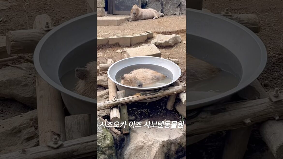 시즈오카여행 필수코스 이즈 샤보텐동물공원 #伊豆シャボテン動物公園 #shizuoka