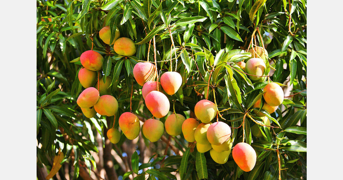 Indonesia supports Gedong Gincu mango exports to Japan Indonesia supports Gedong Gincu mango exports to Japan
