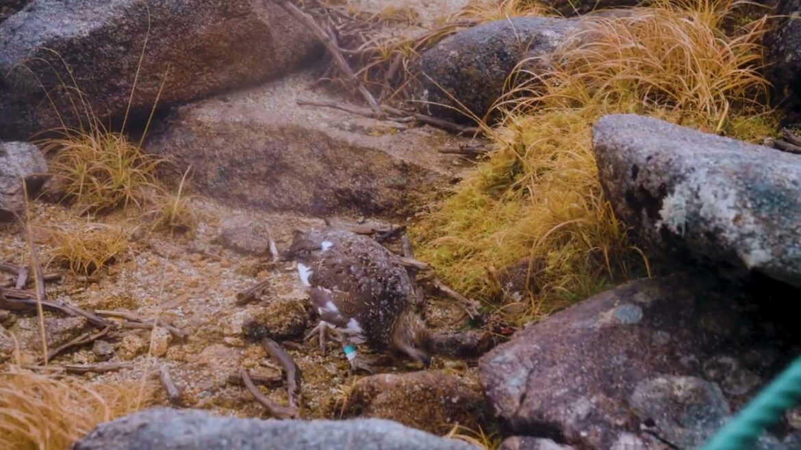 【Foto Trip】Senjyoujiki - Autumn